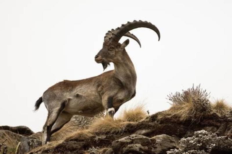 The Walia ibex (Capra walie) is a species of wild goat that is found exclusively in the mountains of northern Ethiopia. It is also known as the abyssinian ibex
