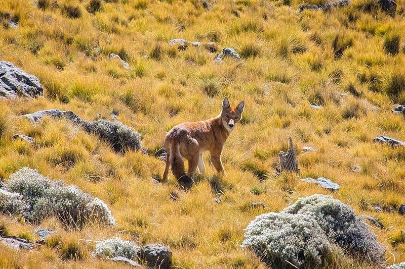 Ethiopian Red fox Simien Mountains