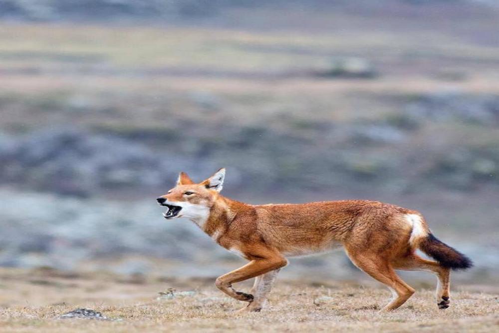  Red Fox bale mountains  